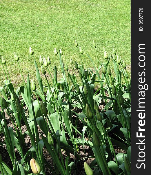 Green tulips about to bloom
