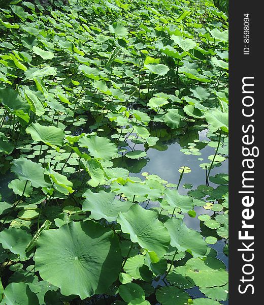 Green plants growing in a lake. Green plants growing in a lake