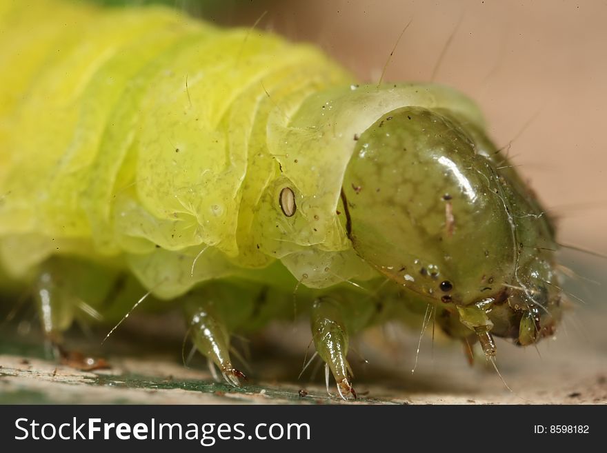 A close up macro photograph of a caterpillar on a gardening hand trowel covered in soil. A close up macro photograph of a caterpillar on a gardening hand trowel covered in soil