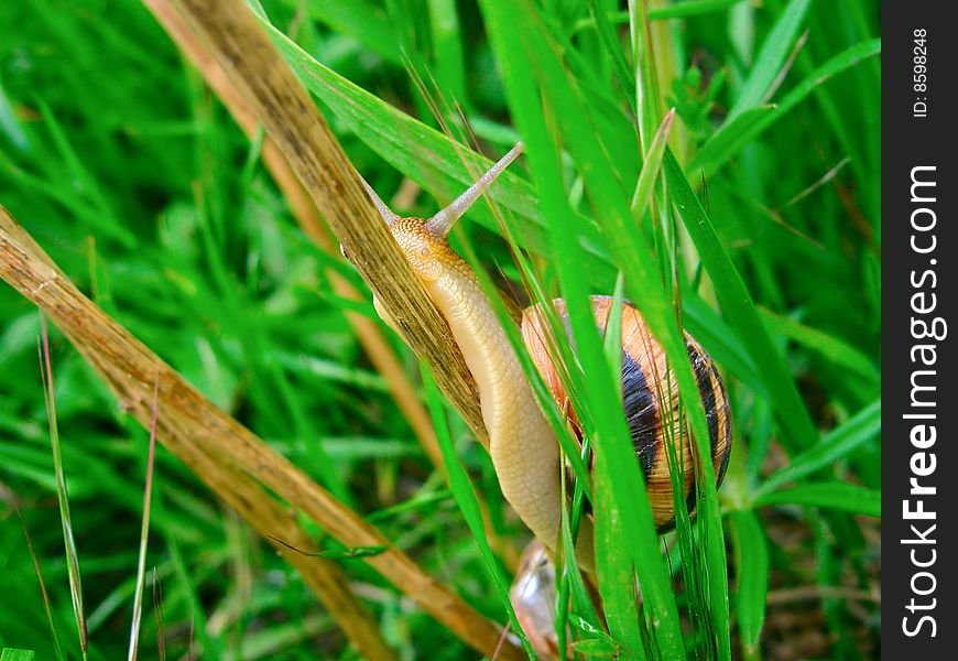 Closeup Of Snail. Focus On The Head