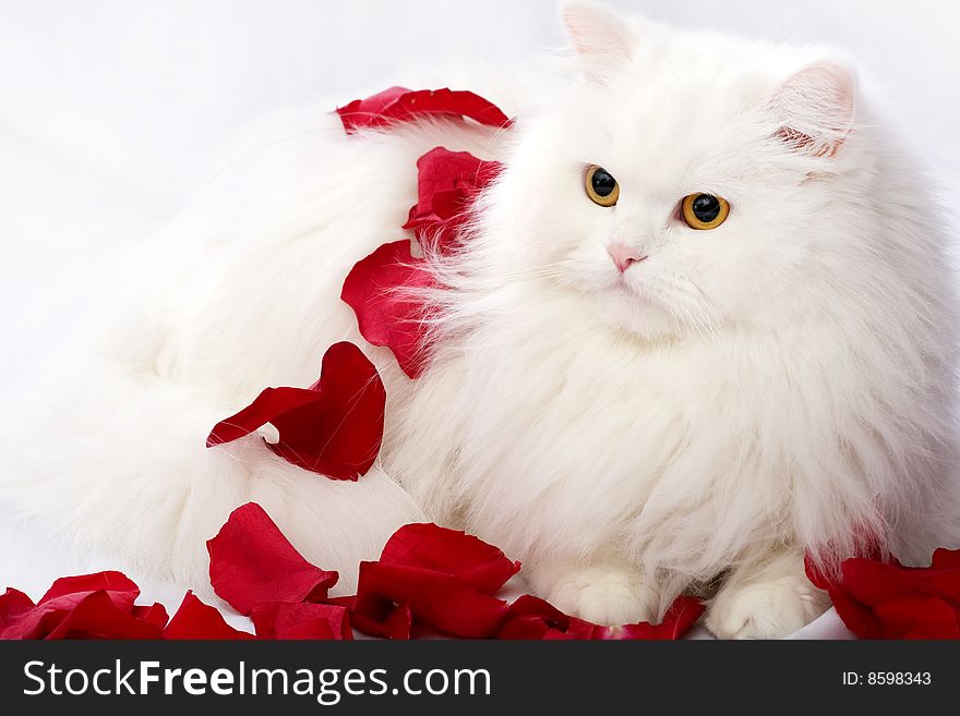 The beautiful cat  on a white background in petals of roses. The beautiful cat  on a white background in petals of roses