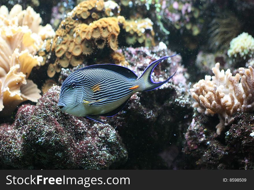 Lined surgeonfish (Acanthurus lineatus) is a poisonous marine fish