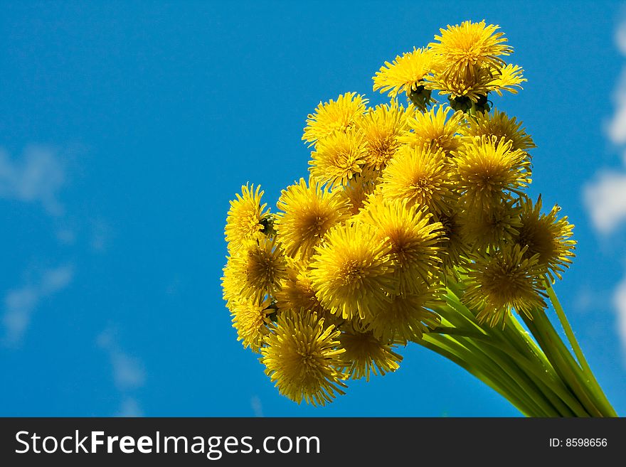 Bouquet of dandelions against the blue sky. Bouquet of dandelions against the blue sky