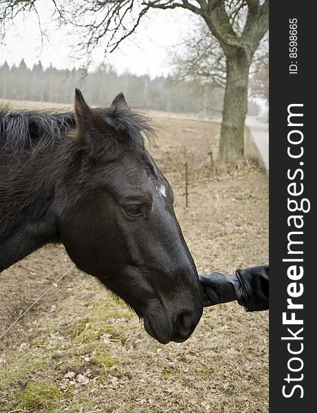 Woman touching nervous black horse in a field near Horsens, Denmark
