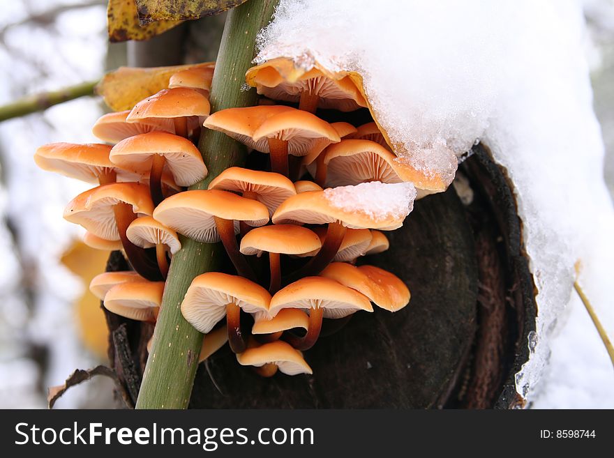 Mushrooms on the tree in winter