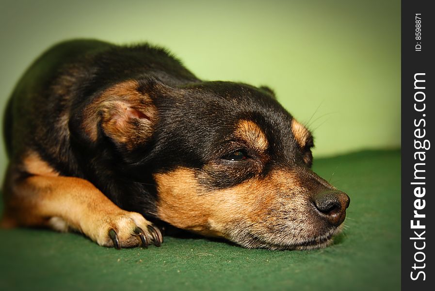 A sleepy dog brown and black on a green background. A sleepy dog brown and black on a green background