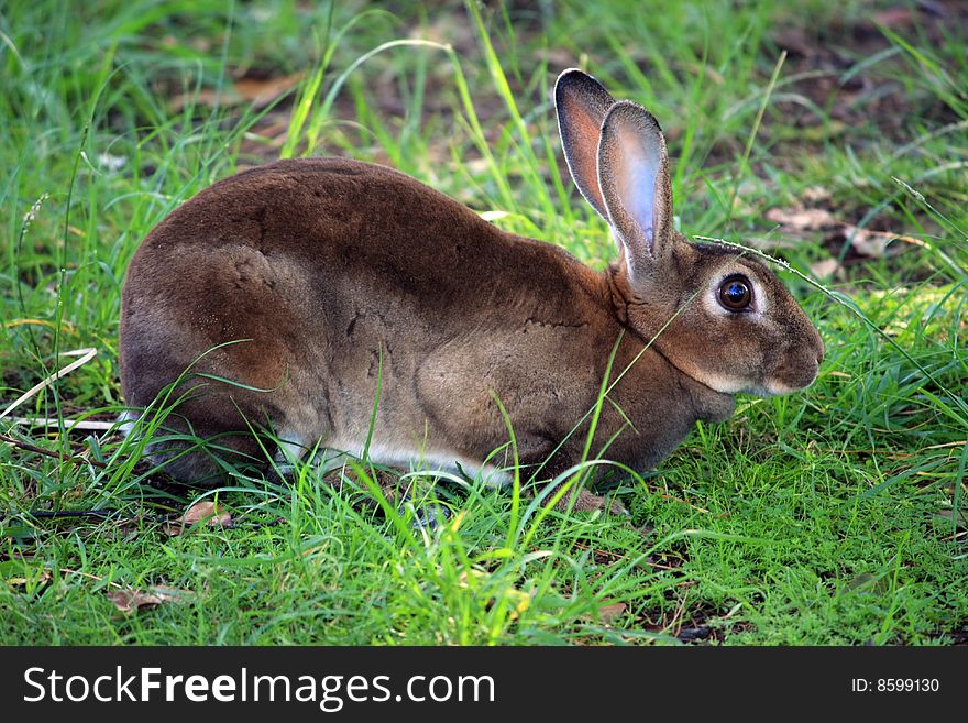 Brown Rabbit In Green Grass