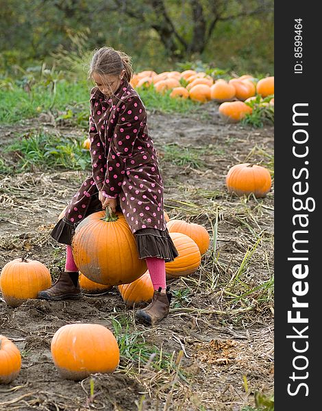 A pretty child dressed in a long polkadot coat and long skirt carefully chooses a pumpkin for halloween carving in a field in rural Vermont. A pretty child dressed in a long polkadot coat and long skirt carefully chooses a pumpkin for halloween carving in a field in rural Vermont