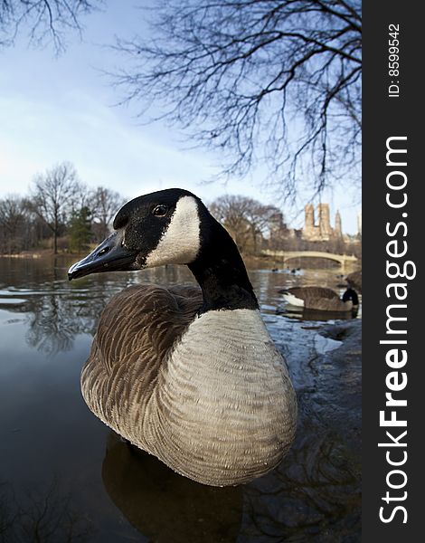 Canadian Geese on shore of lake in Central Park, New York City