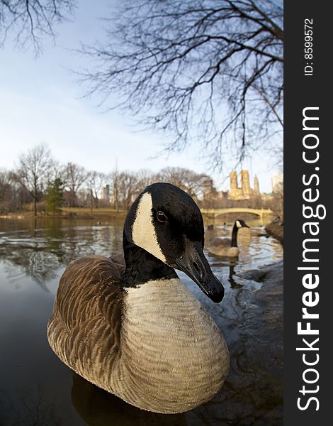 Canadian seese on shore of lake in Central Park, New York City. Canadian seese on shore of lake in Central Park, New York City