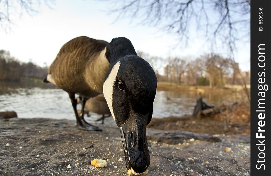 Canadian geese on shore of lake in Central Park, New York City