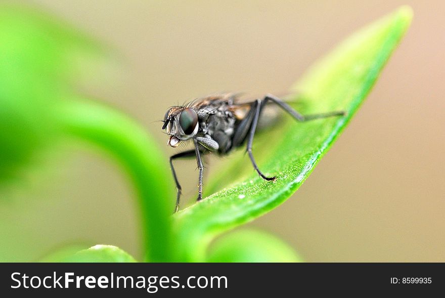 Closeup of fly on green leaf. Closeup of fly on green leaf.