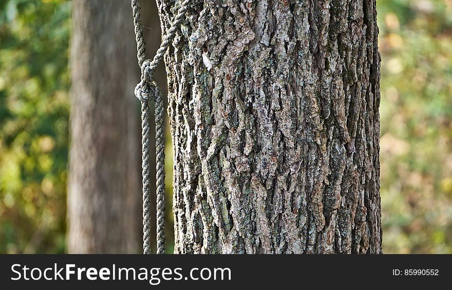 Rope with knot on tree. Rope with knot on tree.