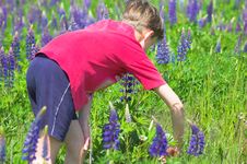 Boy Gathering Flowers Royalty Free Stock Images Boy Gathering Flowers Royalty Free Stock Images