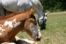 Paint Foal Royalty Free Stock Photos Paint Foal Royalty Free Stock Photos