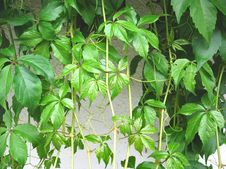 Parthenocissus Royalty Free Stock Photo Parthenocissus Royalty Free Stock Photo