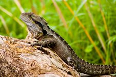 Water Dragon On A Log Stock Photography
