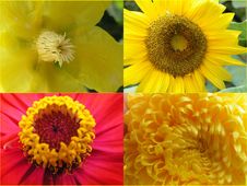 Yellow Flowers Stock Photos Yellow Flowers Stock Photos