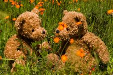 Teddybear Couple In Field Of Orange Flowers Stock Photo