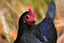 Chicken Head Stock Photo