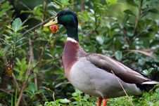 Green Head Duck Royalty Free Stock Image