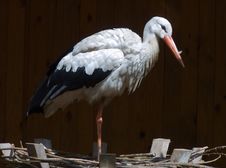 Stork Stock Photo Stork Stock Photo