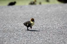 Baby Duck Crossing Road Royalty Free Stock Images Baby Duck Crossing Road Royalty Free Stock Images
