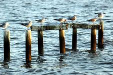 Seagulls On Pilings Royalty Free Stock Image