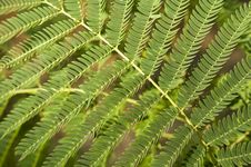Mimosa Leaf 2 Stock Image Mimosa Leaf 2 Stock Image
