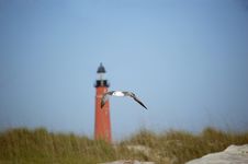 Gull And Lighthouse Royalty Free Stock Image