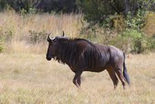 Male Wildebeast Guarding. Stock Photography