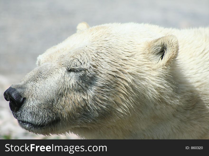 Polar Bear. Polar Bear