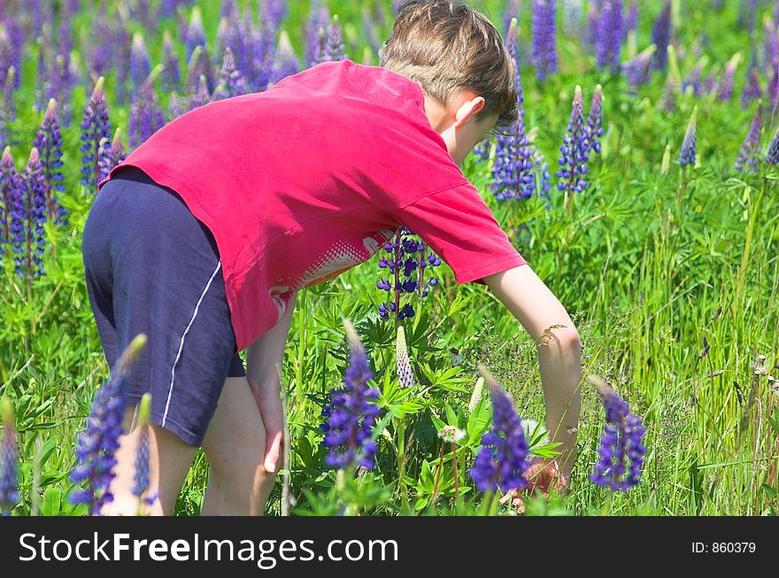 Boy Gathering Flowers