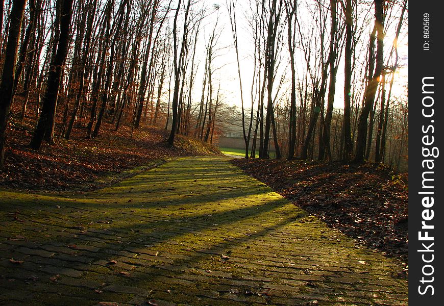 Wood path. Wood path