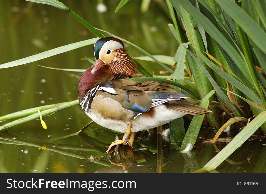 Mandarin Duck