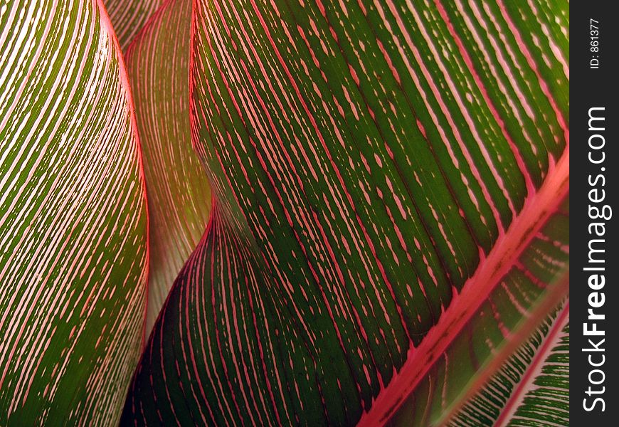 Tropical leaf close-up in Thailand. Tropical leaf close-up in Thailand