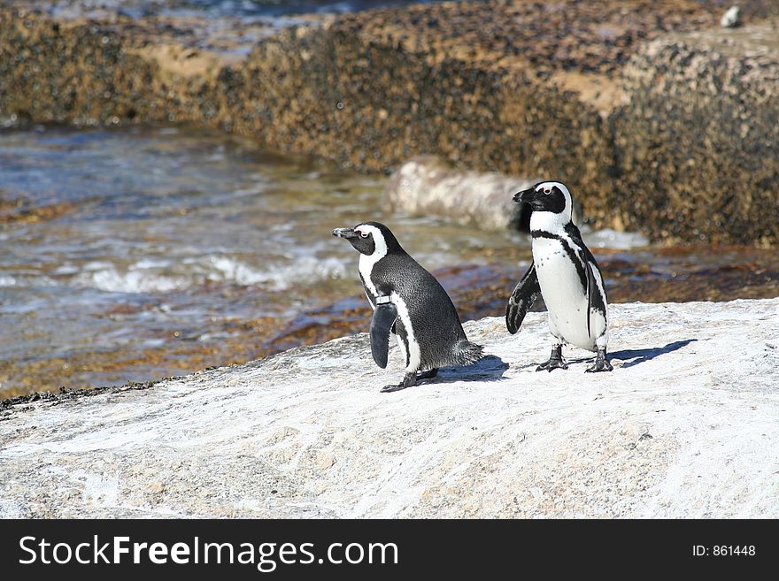 2 cape  penguins on a rock. 2 cape  penguins on a rock