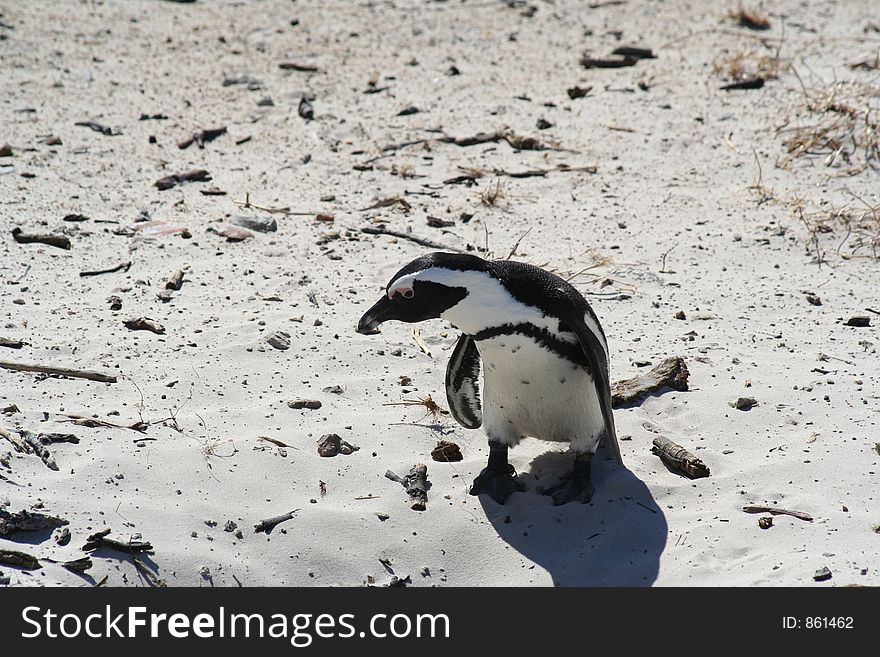 Lone penguin