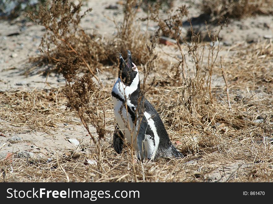 A lone penguin warning others of his territory. A lone penguin warning others of his territory