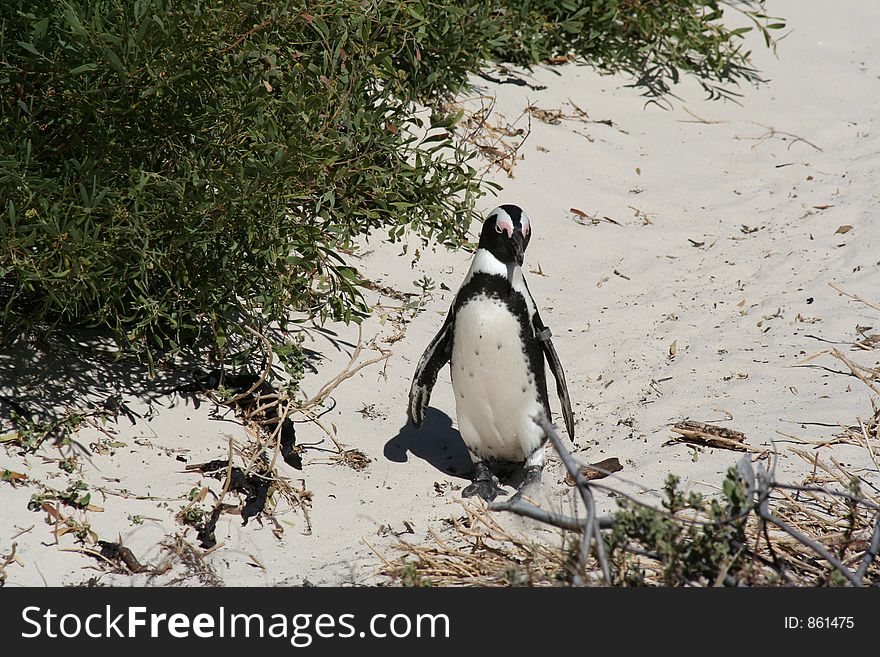 A lone penguin going for a walk. A lone penguin going for a walk