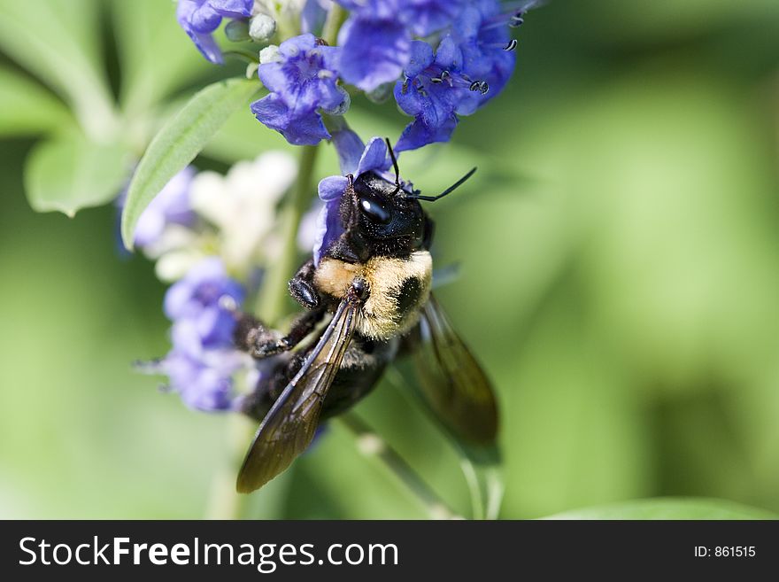 Bee On Butterfly Bush 9453