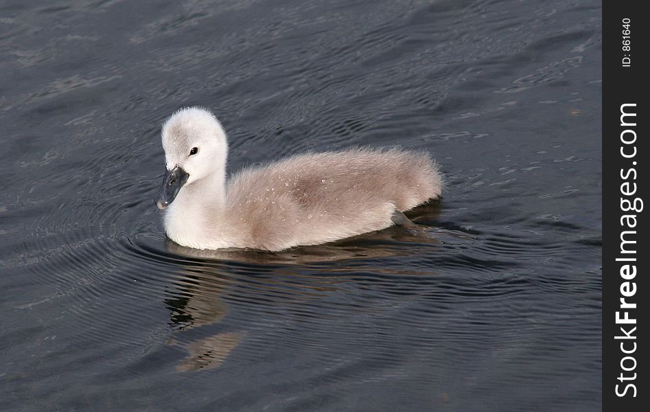 Single Baby Swan Side View