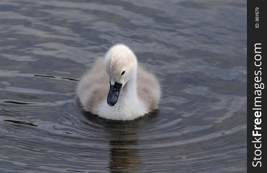 Single baby signet facing the camera swimming on a lake. Single baby signet facing the camera swimming on a lake.