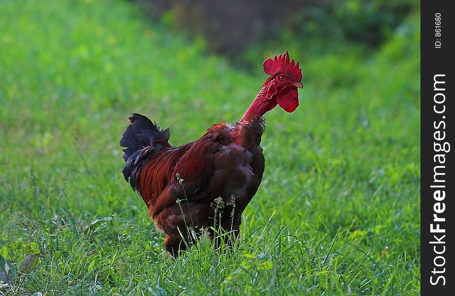 Rooster in meadow.