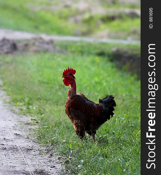 Rooster near the road. Rooster near the road.