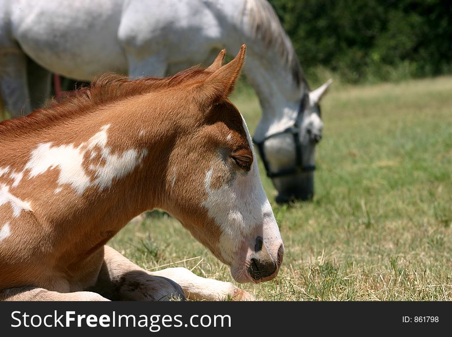 Paint foal napping in sunshine, gray mare grazing in background.