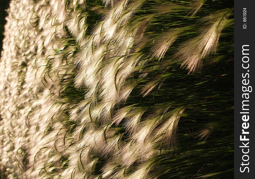 Grass with feathery tops. Grass with feathery tops