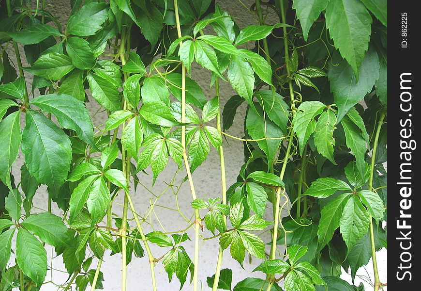 Parthenocissus leaves