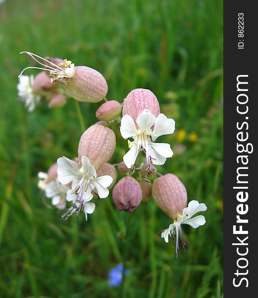 Bladder Campion in the grass