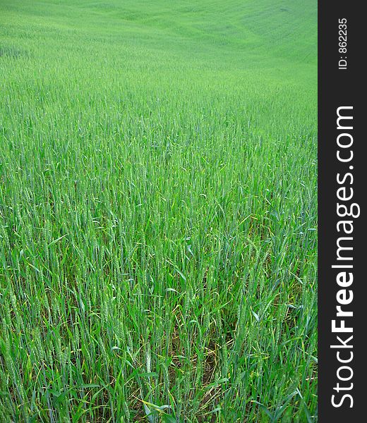 Wheat field in june